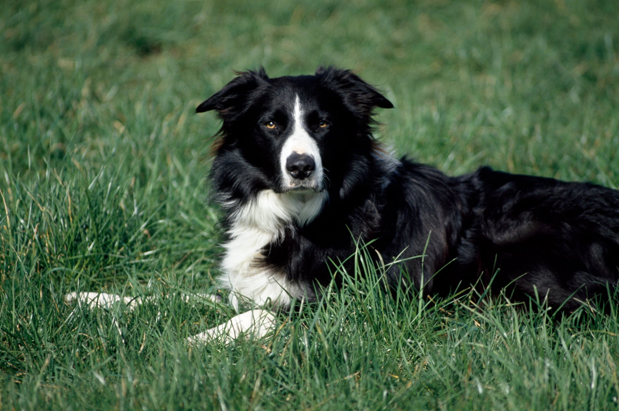 Grandes necesidades, grandes espacios: Perros que no encajan en una casa pequeña.