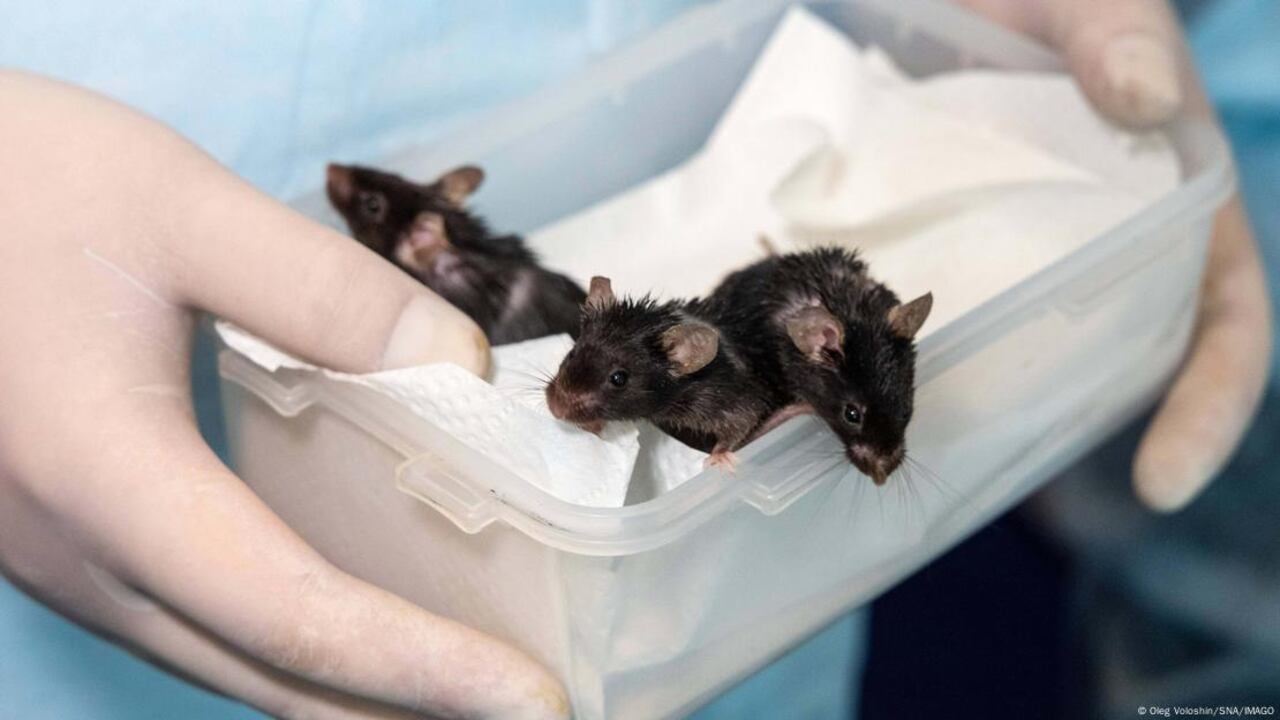 Los ratones fueron protagonistas del “Arca de Noé” ruso, diseñado para analizar cómo afecta el entorno espacial a los seres vivos.