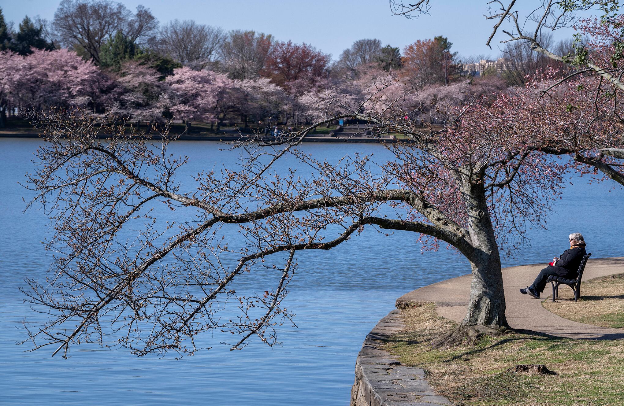 En imágenes : Temporada de flor de cerezo Washington
