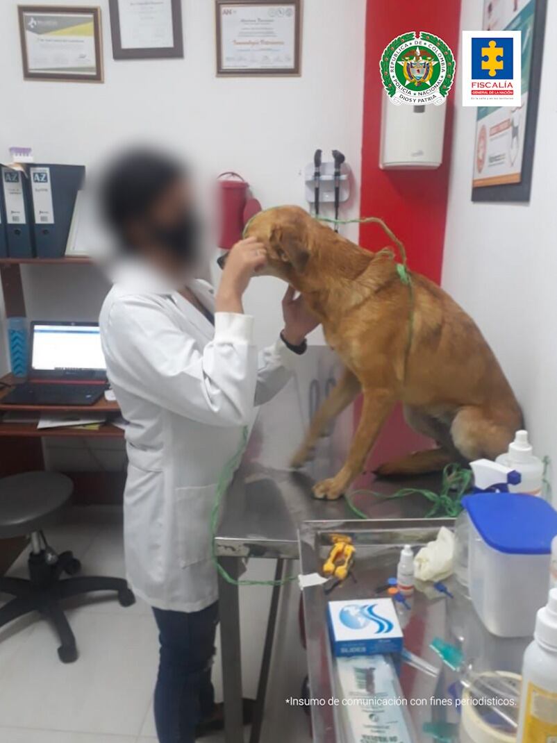 Fiscalía imputa cargos a dos hombres acusados de maltrato animal en Valle y Cauca