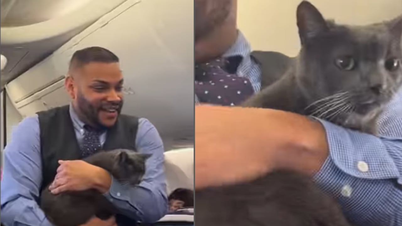 En las imágenes se aprecia a un auxiliar de vuelo de Southwest Airlines con el gato en brazos, caminando por el pasillo mientras hace los chequeos previos al despegue,