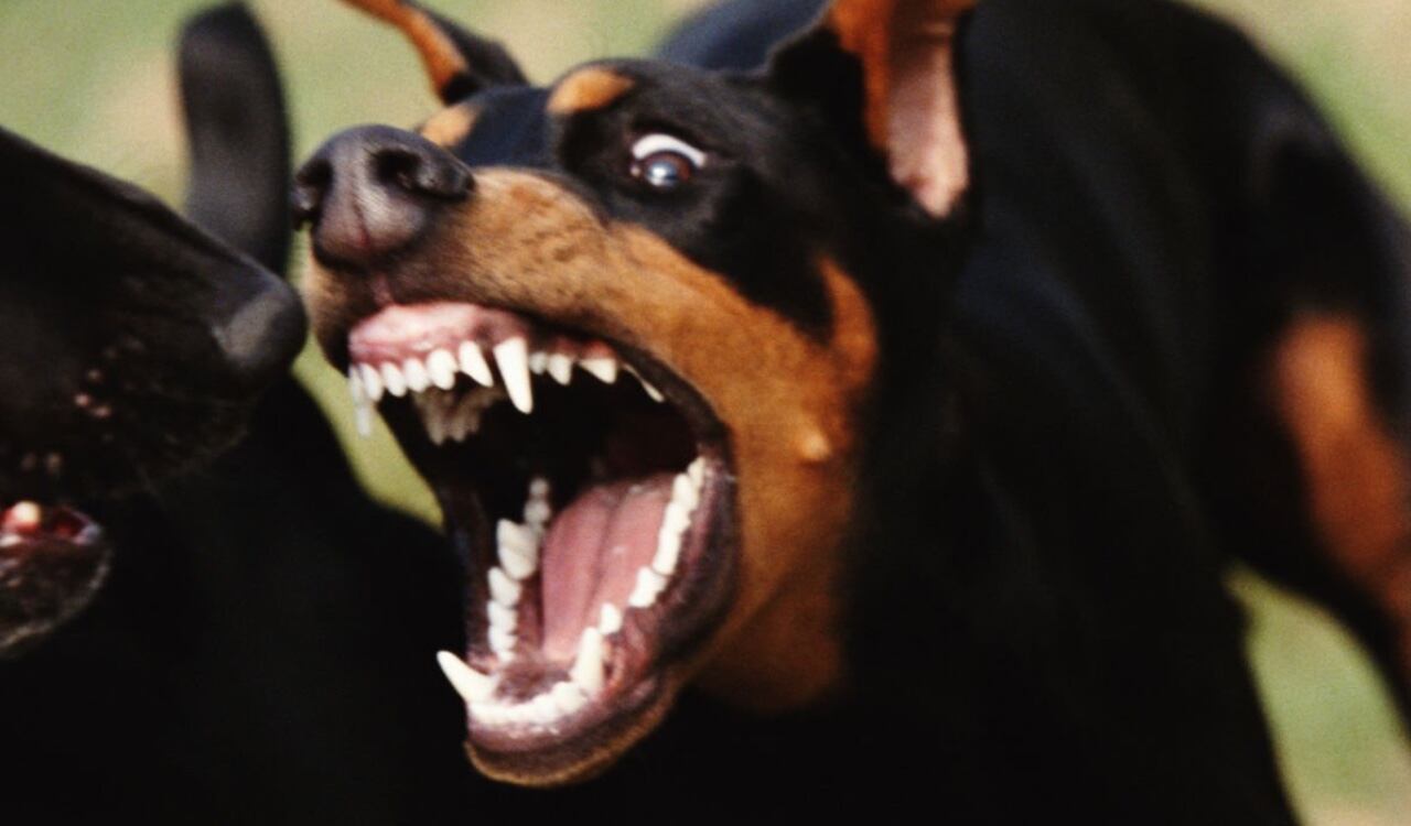 Perros atacaron a un hombre y lo mataron; el fallecido trataba de defender a su mascota