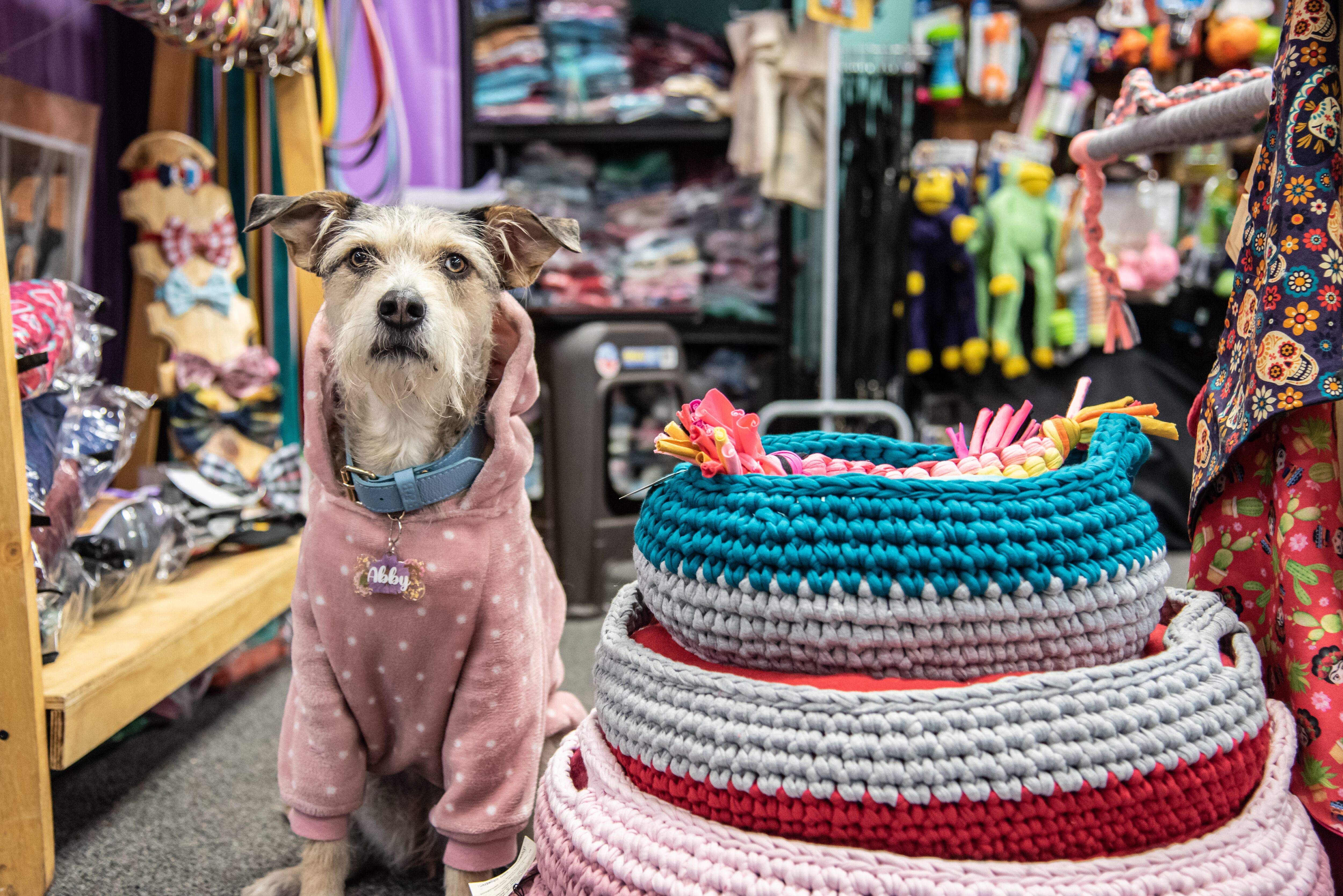 Expopet se realizará en Corferias del 3 al 7 de noviembre.