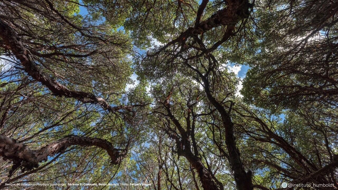 Bosque de colorados (Polylepis quadrijuga). Páramo El Consuelo, Belén, Boyacá.