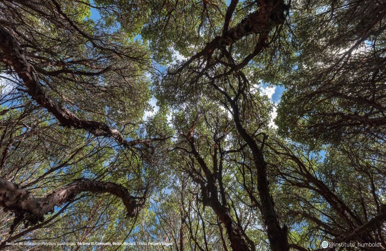 Bosque de colorados (Polylepis quadrijuga). Páramo El Consuelo, Belén, Boyacá.