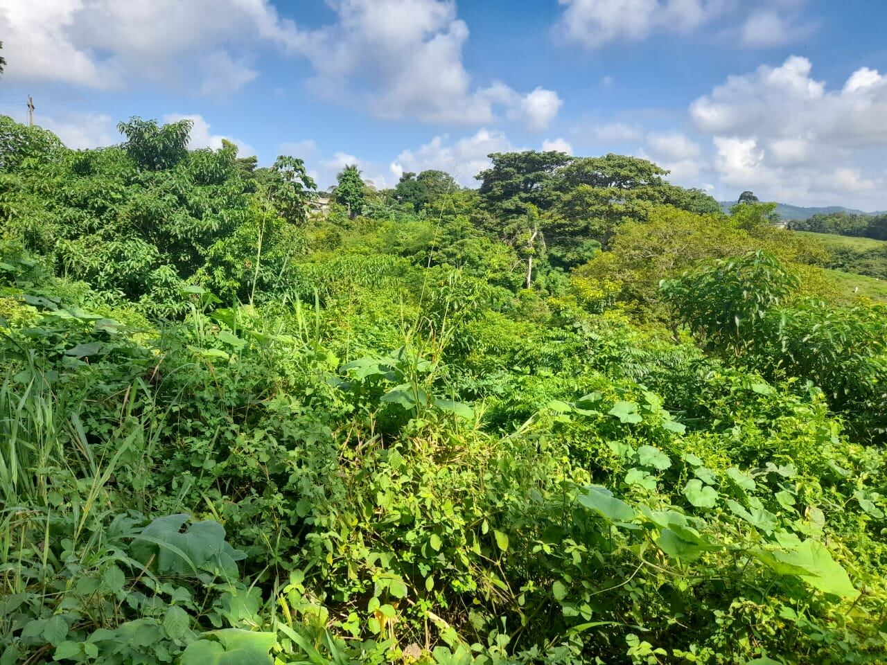 Así se veían los terrenos antes de ser invadidos.