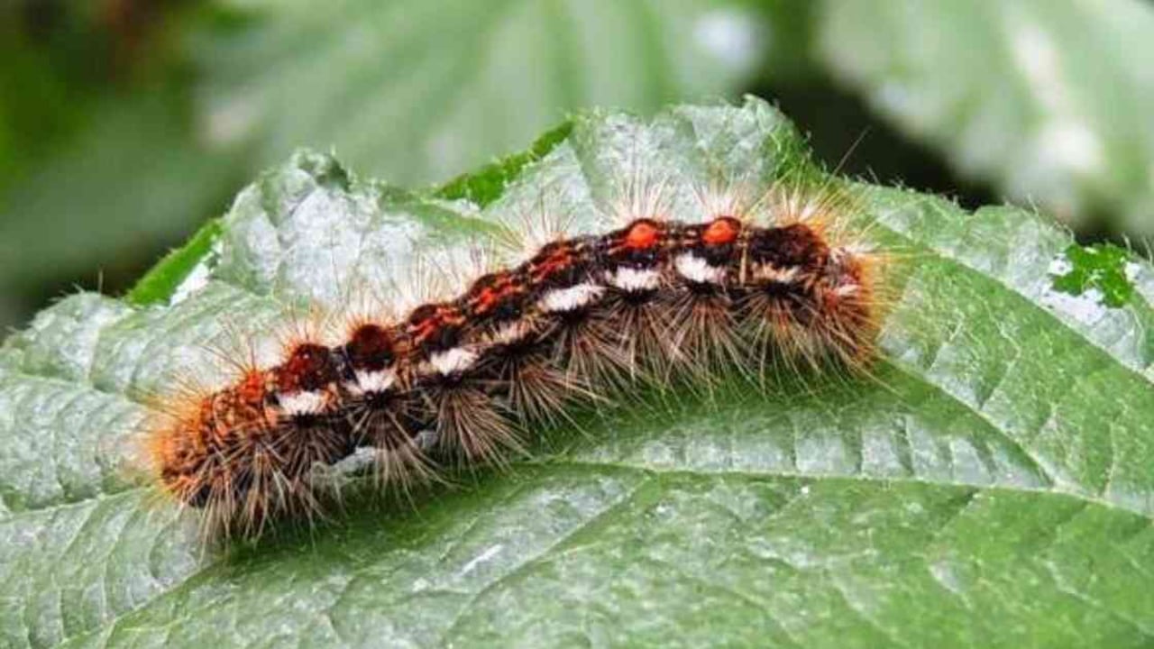 Esta especie de oruga ya ha afectado 15.000 hectáreas del bosque marroquí. Foto: @TiempoEnEspana