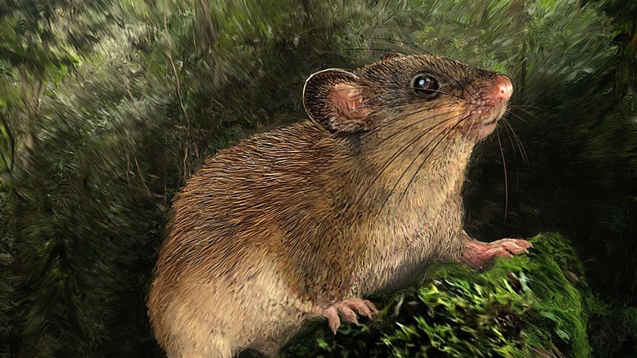 Esta ilustración de Velizar Simeonovski muestra al roedor llamado Neacomys Serranensis. Foto: Cortesía UIS - Neacomys Serranensis