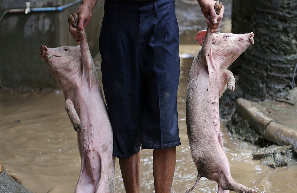 Un hombre, que debió abandonar su hogar por las inundaciones, regresa a casa acompañado de sus marranos. La foto fue tomada en las Filipinas. (AP)