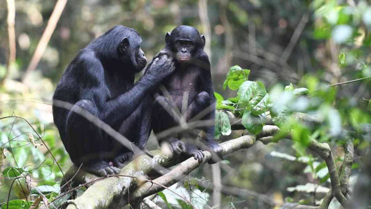 El estudio demostró que los humanos son capaces de descifrar los sonidos de los chimpancés. Foto: Martin Surbeck/AFP