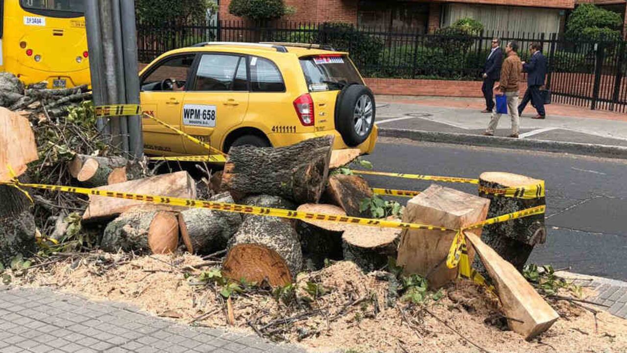Actualmente se encuentra suspendida la tala de árboles en la ciudad por parte de la Alcaldía de Bogotá. Foto: Archivo particular.