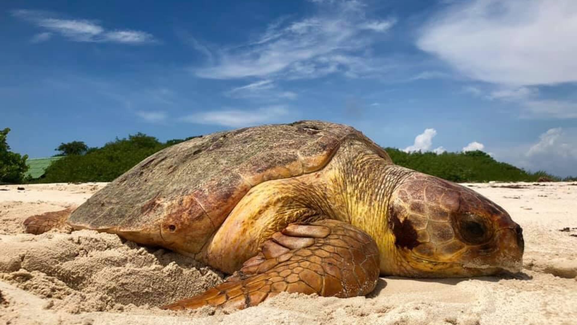 La tortuga cabezona se encuentra en los departamentos de La Guajira, Bolívar y Magdalena.