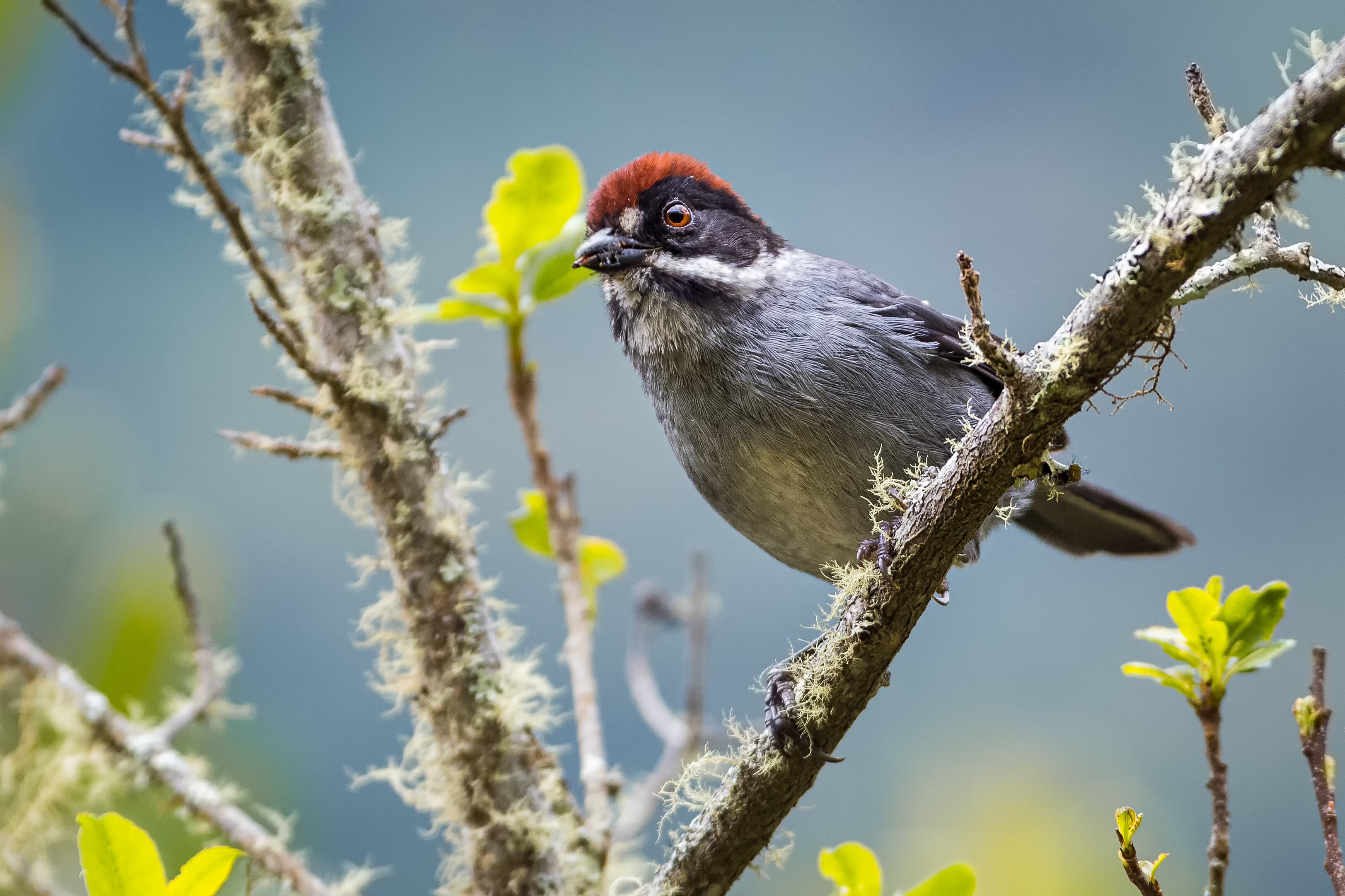 Urrao, Antioquia, Colombia.
