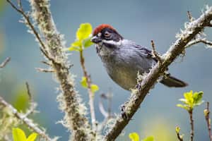 La biodiversidad es uno de los encantos de Urrao, en Antioquia.