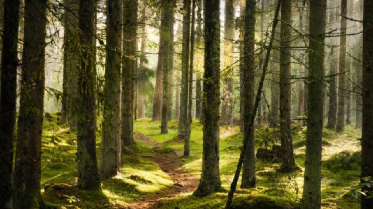 Bosque
