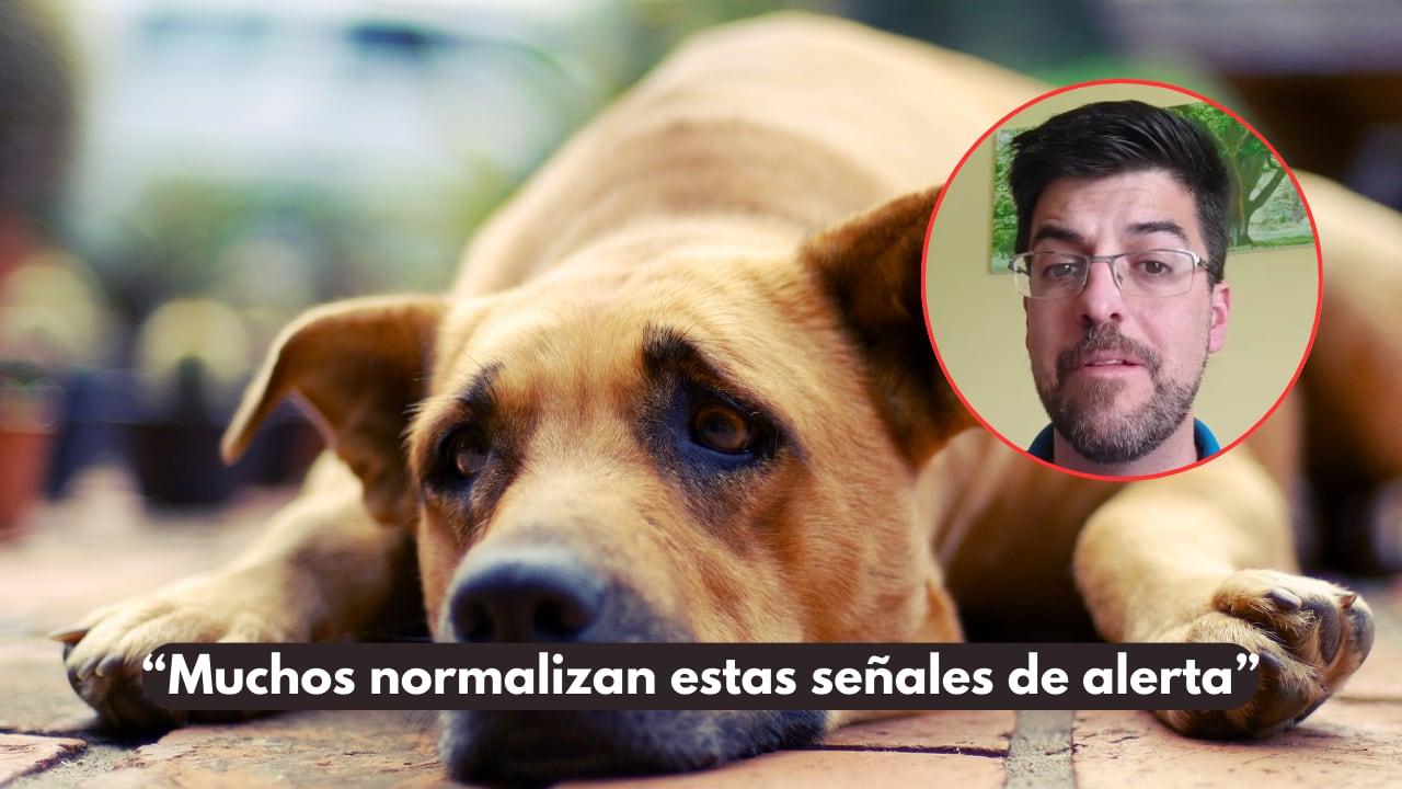 La dificultad para moverse no siempre es un tema de edad en las mascotas.