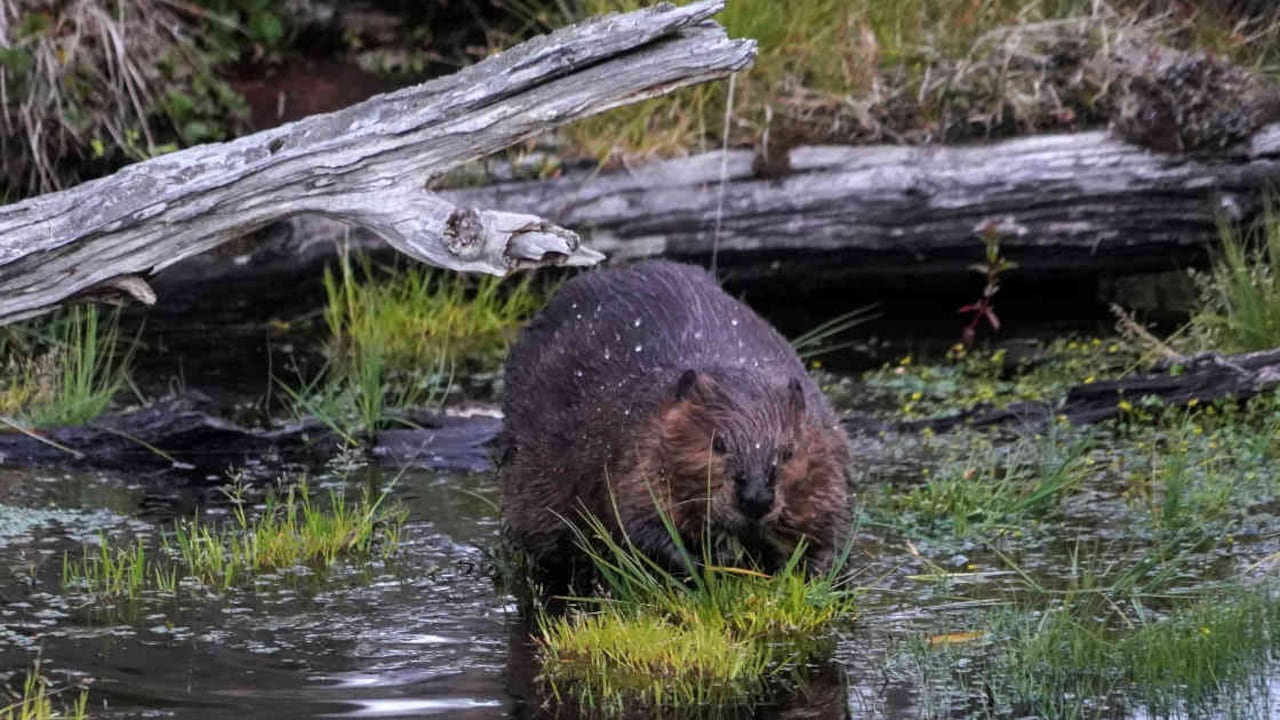El apetito voraz por la madera de los castores amenaza los bosques centenarios de la Patagonia chilena, gracias a sus dientes afilados y habilidades sorprendentes para la construcción. Foto: PABLO COZZAGLIO / AFP