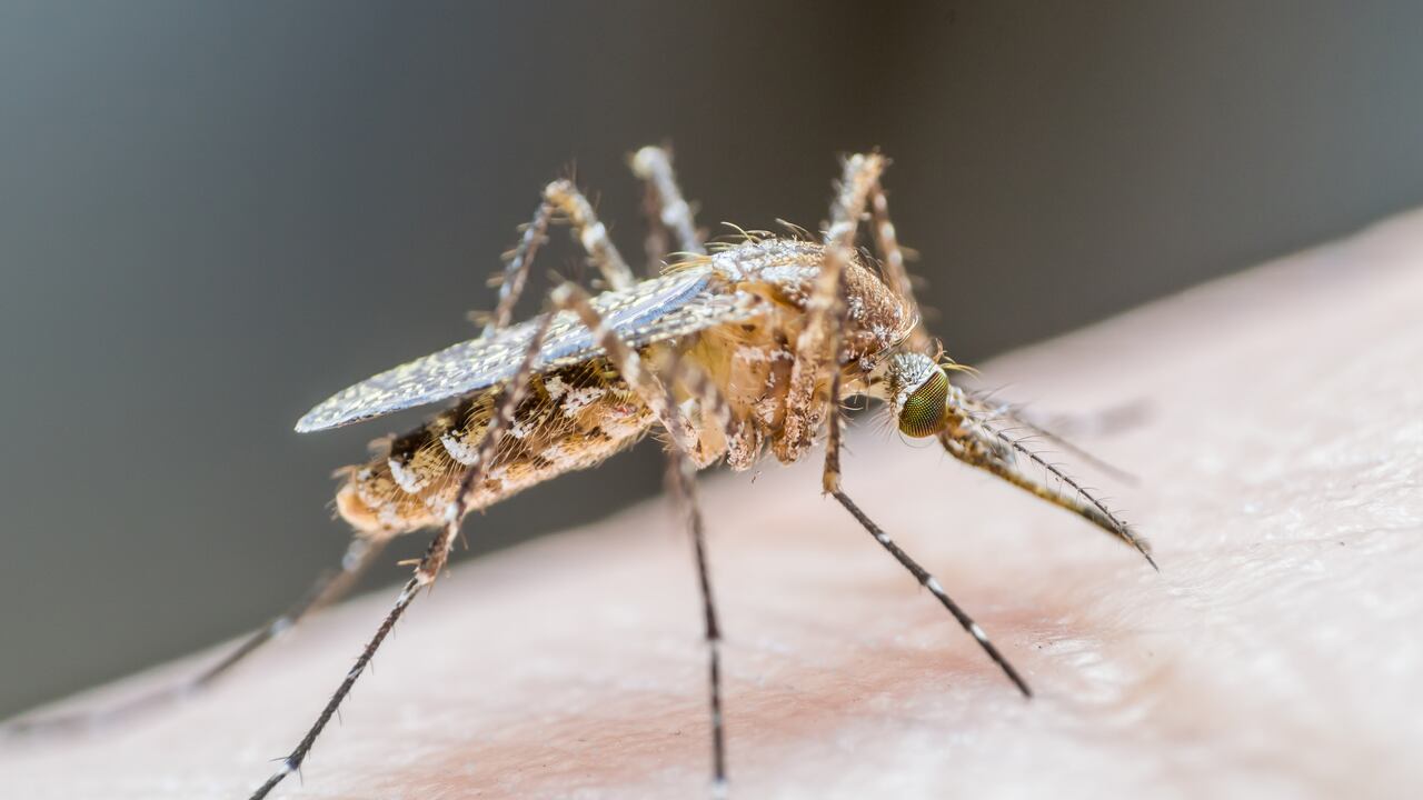 La mayoría de casos no presentan síntomas graves.