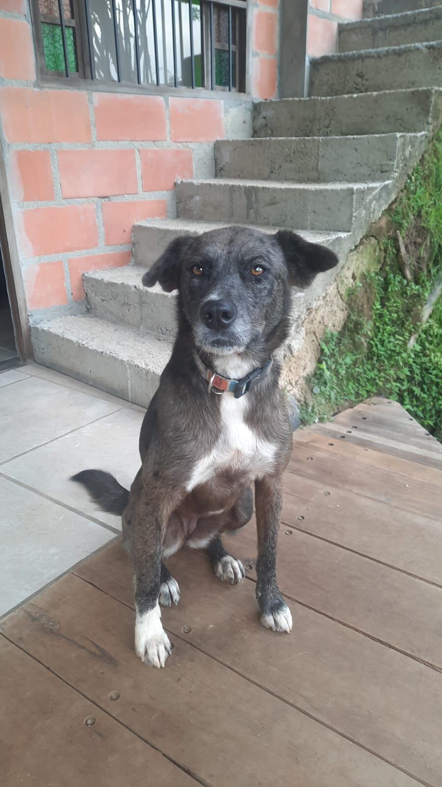 Leila, una perrita de tres años, desapareció en el Parque El Virrey.