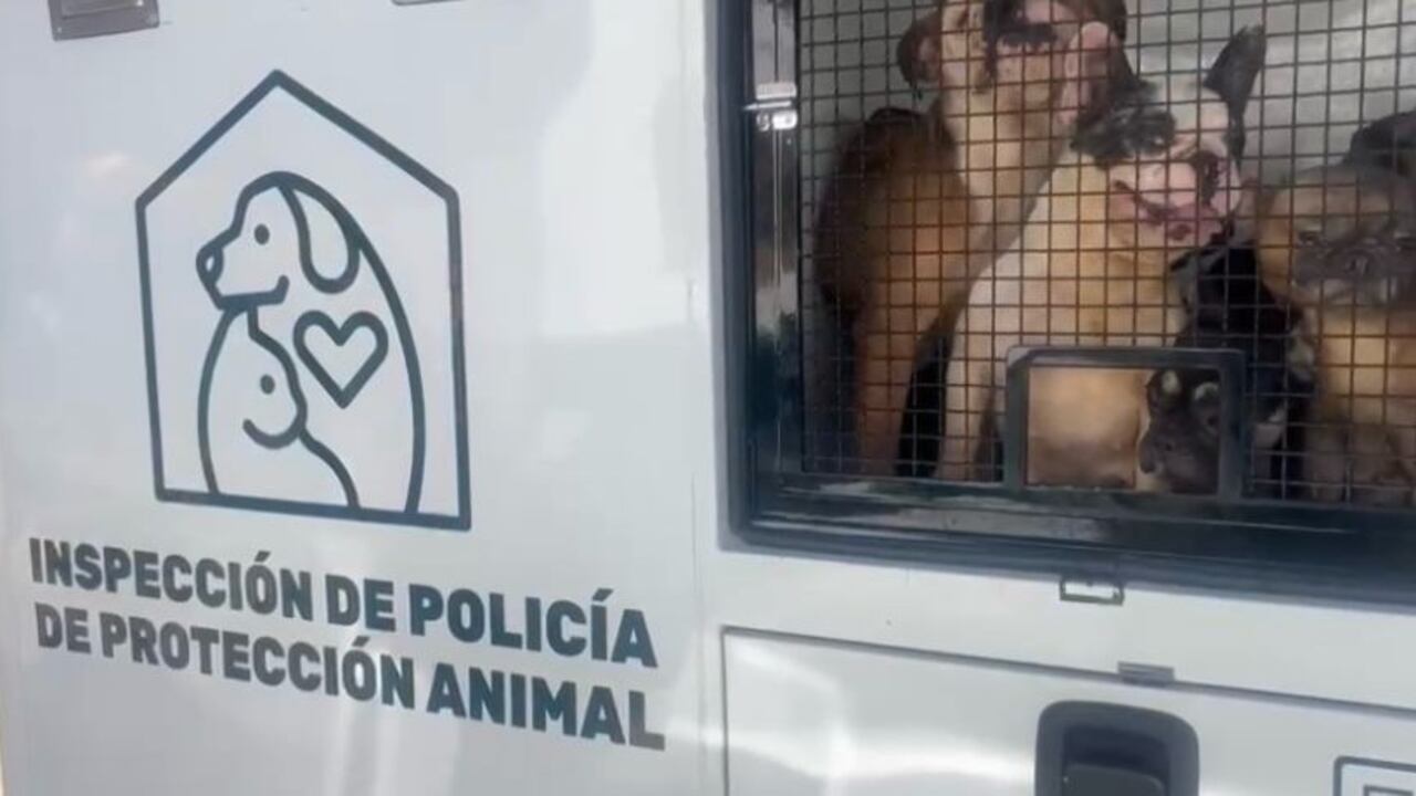 Criadero clandestino de perros en Medellín