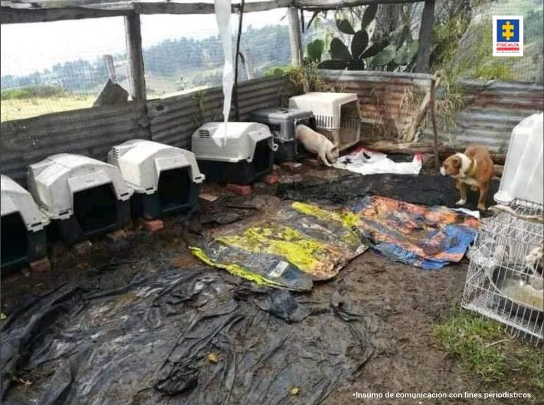 Condena mujer fundación maltrato anima