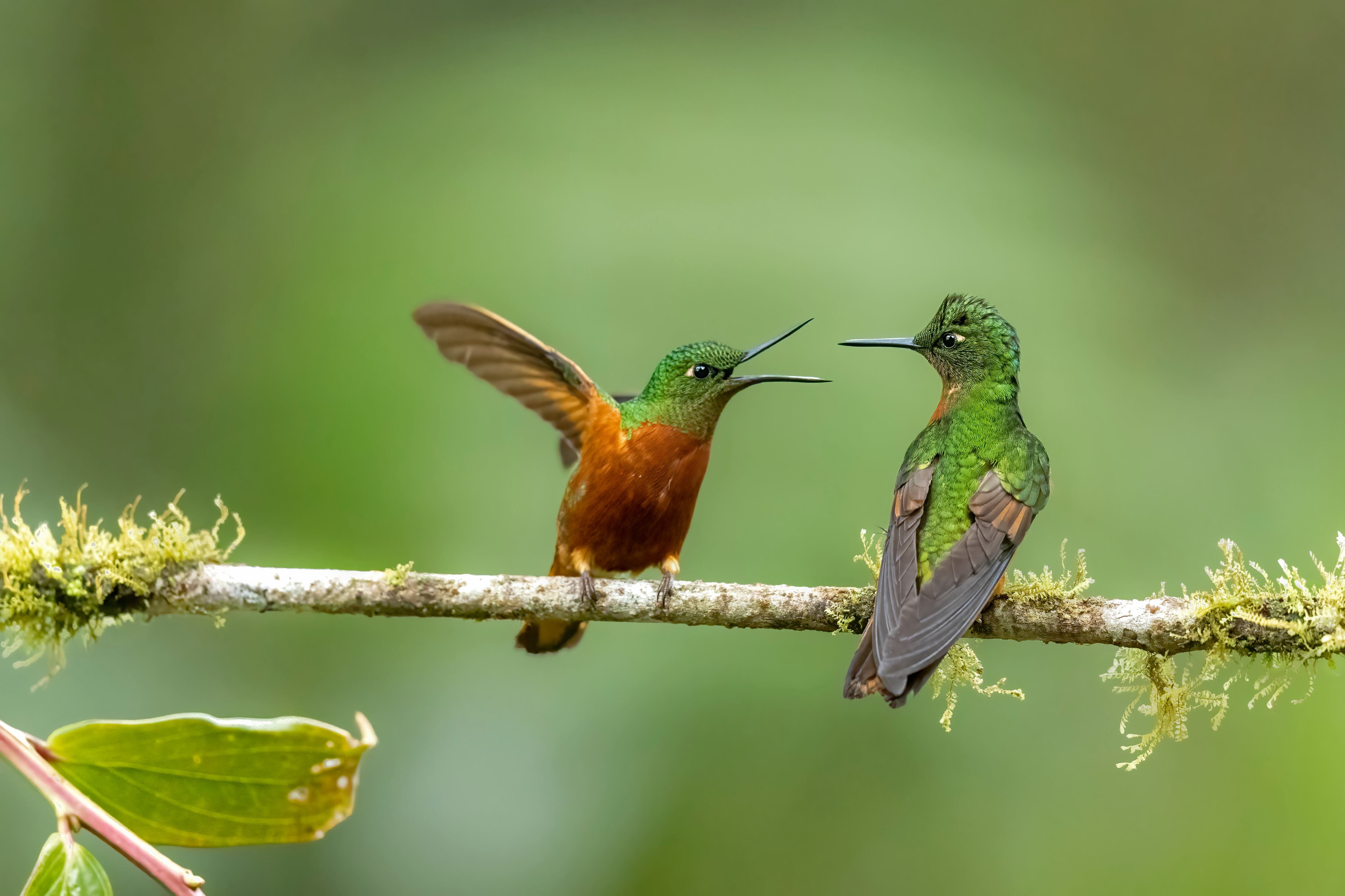 Colombia es el país número uno en biodiversidad de aves, una riqueza ecológica que suele reflejarse en los resultados del Global Big Day.