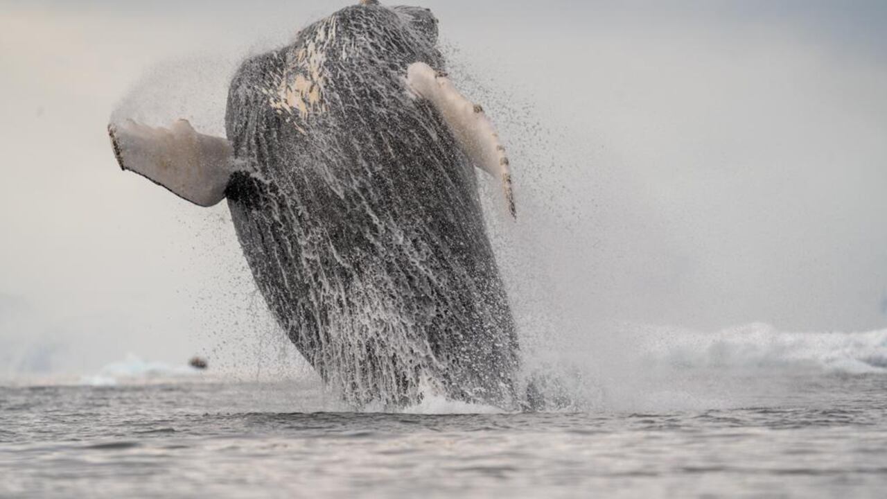Las ballenas jorobadas son el mayor espectáculo en antartida