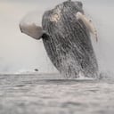 Uno de los mayores espectaculos en el polo sur es observar a estos gigantes del mar.