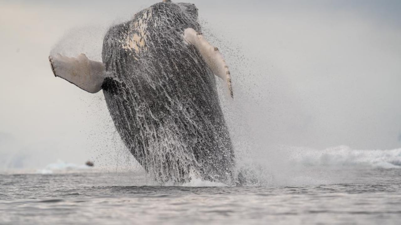 La orca estaba en malas condiciones de salud por el agua dulce y la poca profundidad.