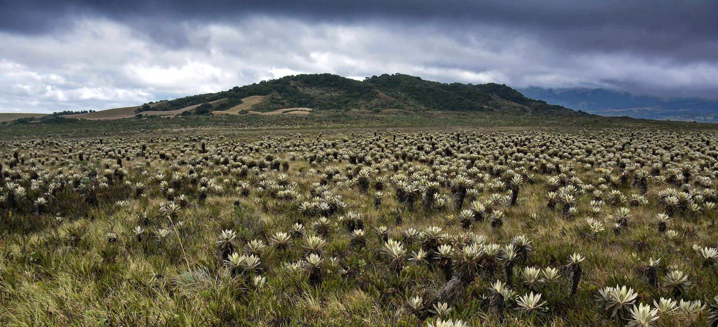 Más de 190 personas han sido formadas como guardianes del páramo para apoyar la conservación de estos ecosistemas estratégicos en Colombia.