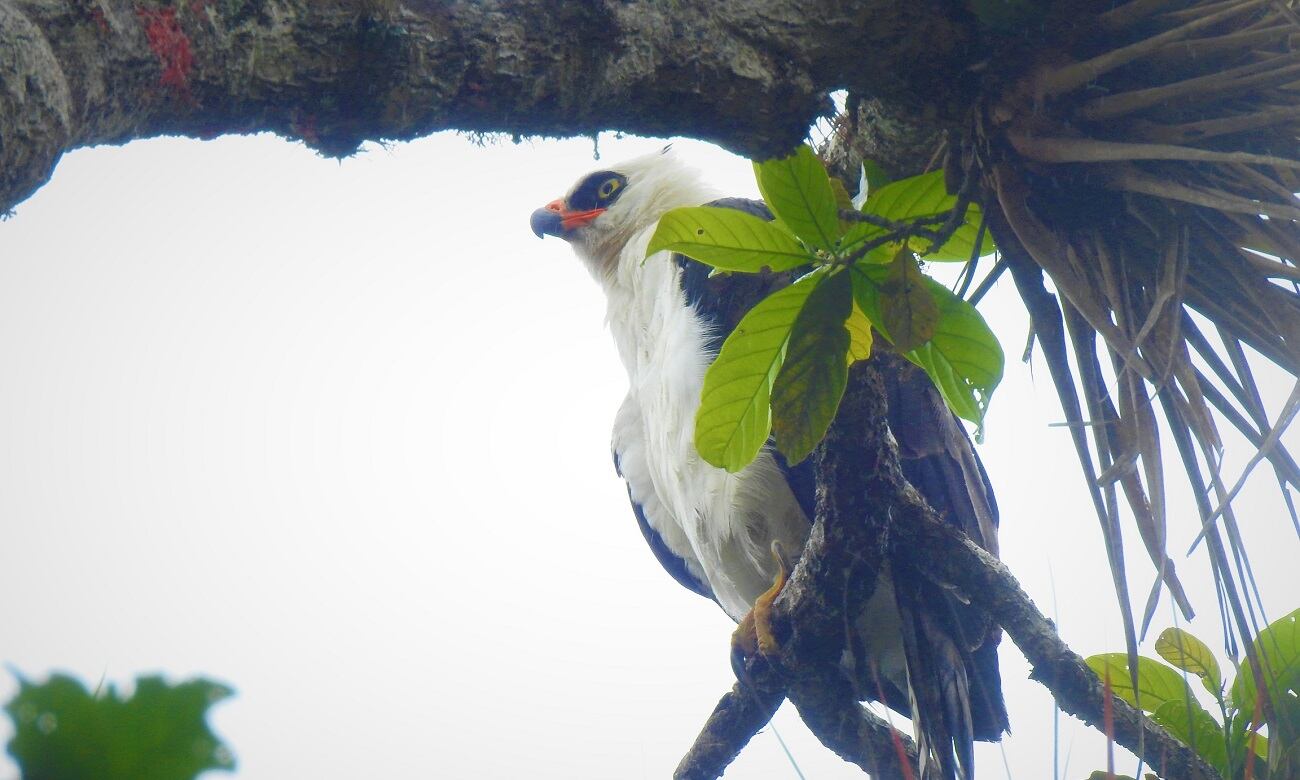 Águila blanquinegra