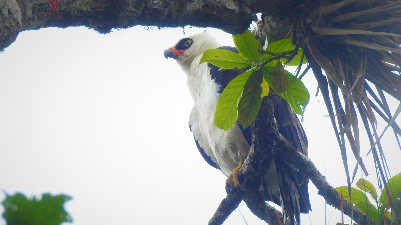 Este ejemplar estuvo en rehabilitación por 10 meses.