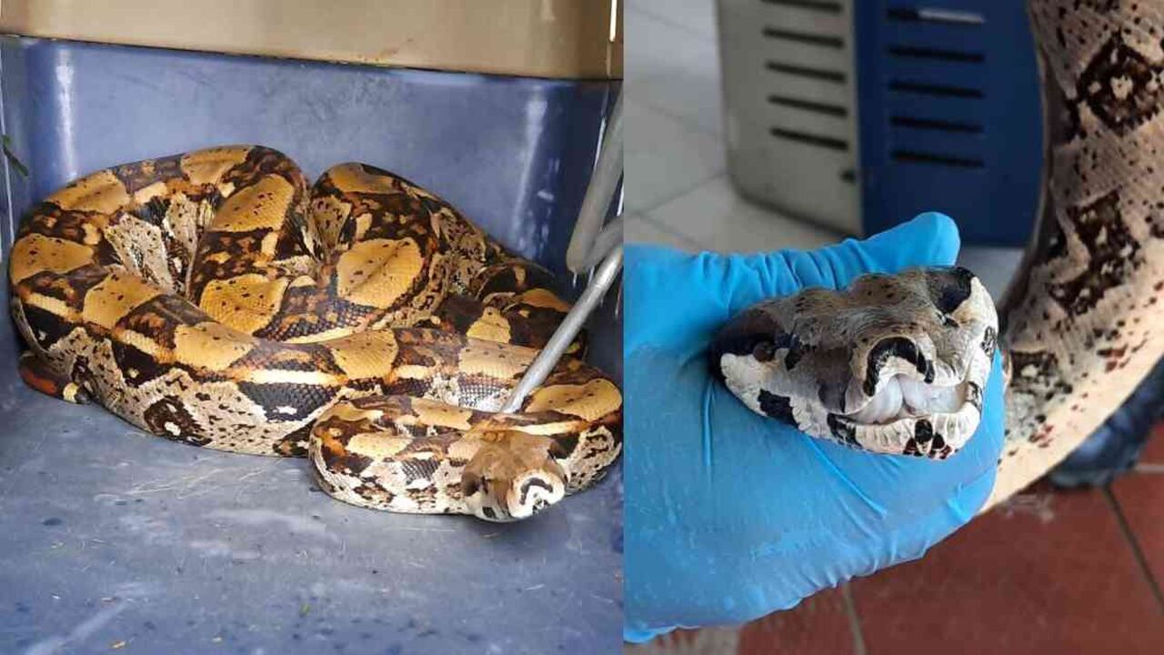 La boa juvenil fue rescatada en las calles del municipio de Cartago. Fotos: CVC.