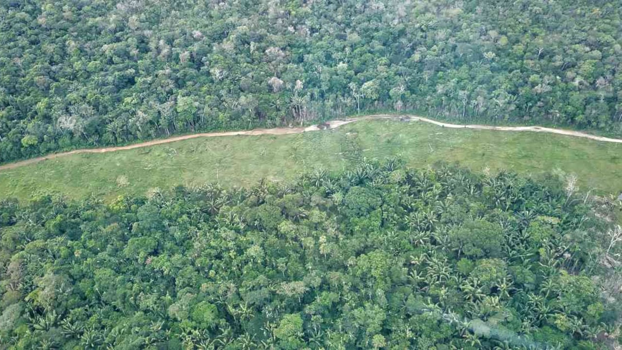 Los bosques amazónicos de Colombia son reemplazados por pastizales y carreteras. Foto: Jhon Barros.
