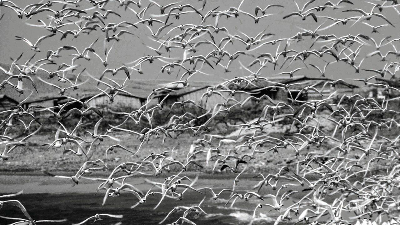 El vuelo del regreso, Cabo de la Vela, La Guajira, 1995