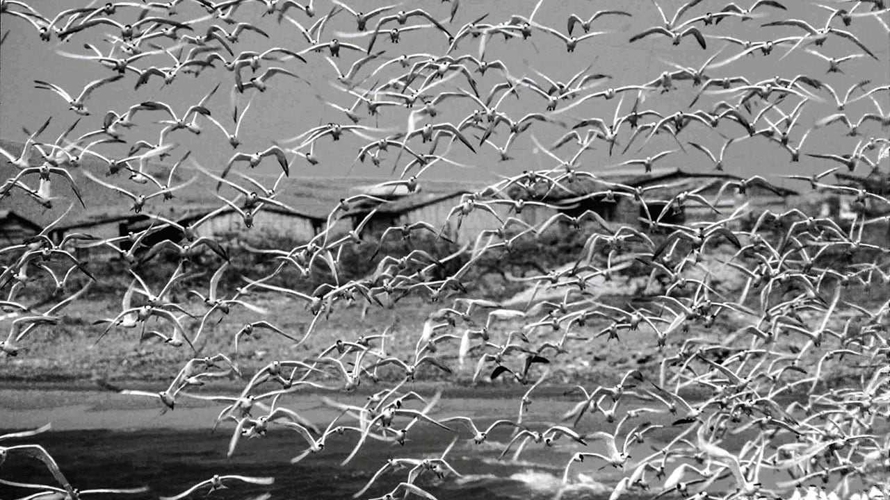 El vuelo del regreso, Cabo de la Vela, La Guajira, 1995