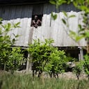 Si la fumigación con Glifosato llega a Nariño se teme un masivo desplazamiento de comunidades