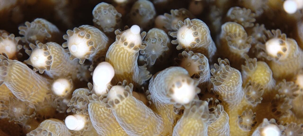 La primera fase del proyecto inició en septiembre con la instalación de viveros de corales en áreas seleccionadas del Caribe colombiano, especialmente en Santa Marta (Magdalena).