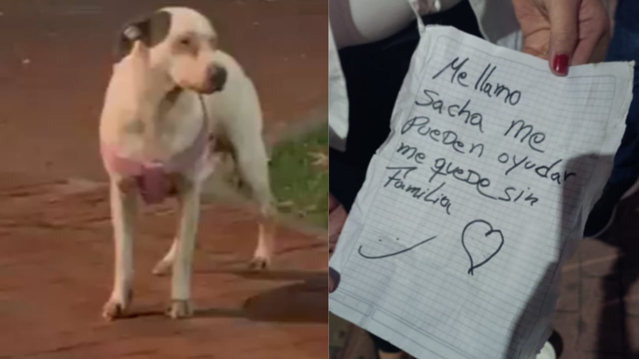 Perrita fue abandonada en el norte de Bogotá y fue encontrada con una desgarradora nota.