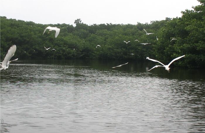 En Salamanca se han encontrado 276 especies vegetales terrestres, 300 morfotipos de algas, 144 especies de peces, 102 especies de moluscos y 190 especies de aves.
