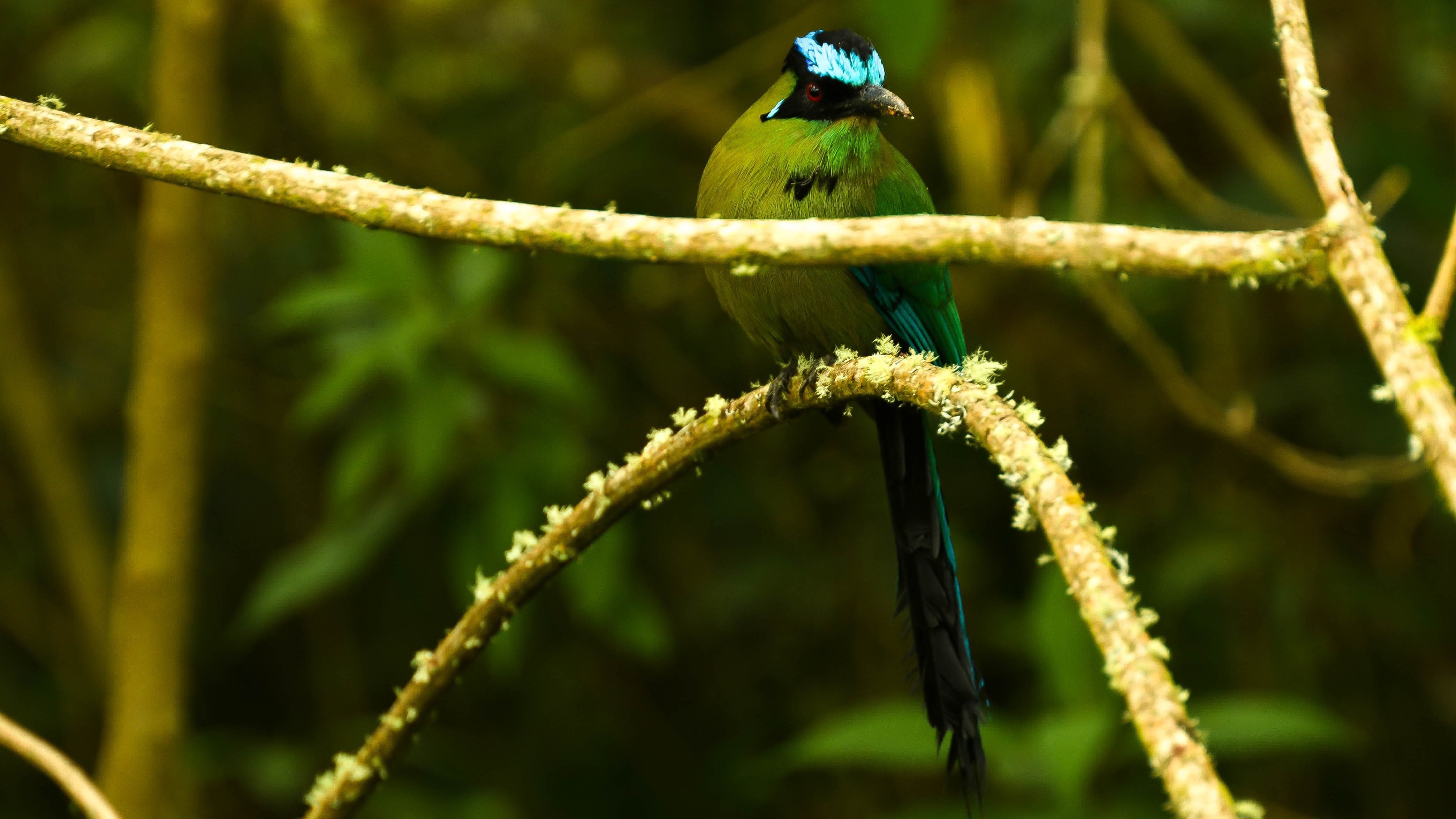 El potencial natural de Armenia lo convirte en destino ideal para el avistamiento de aves.