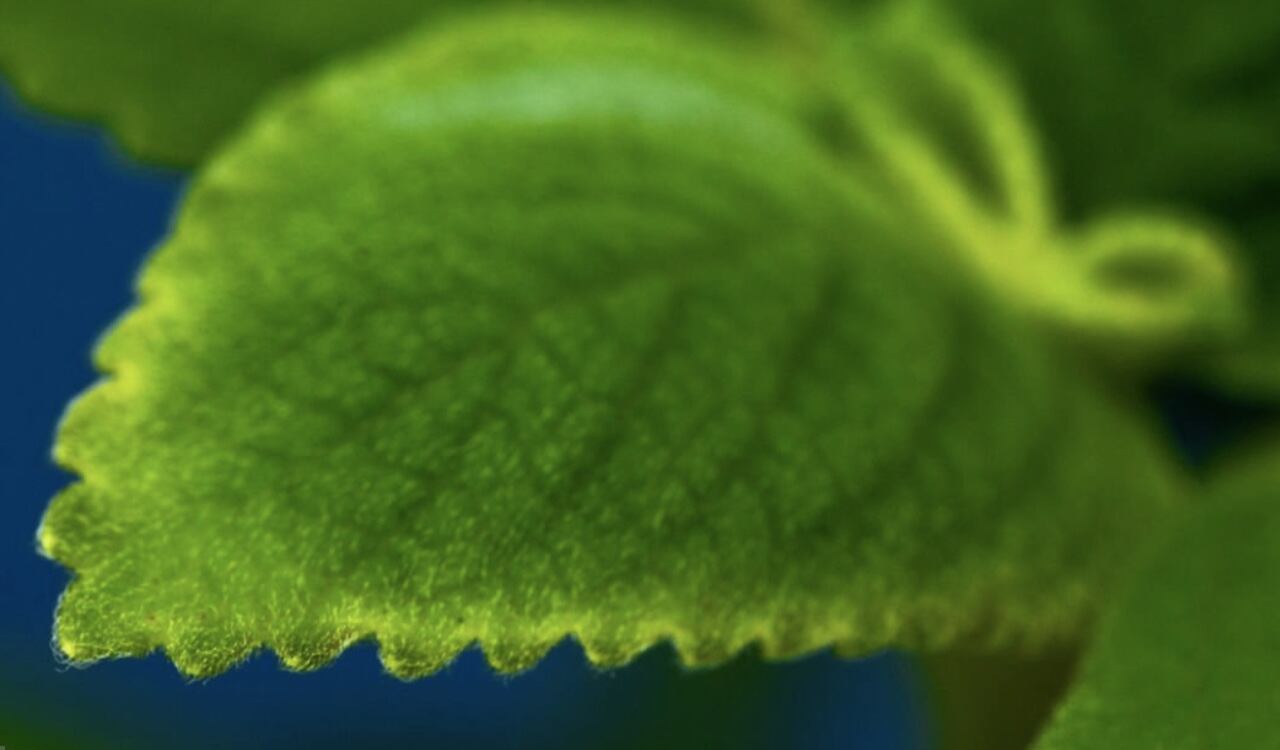 El boldo es una planta medicinal esencial para limpiar el hígado