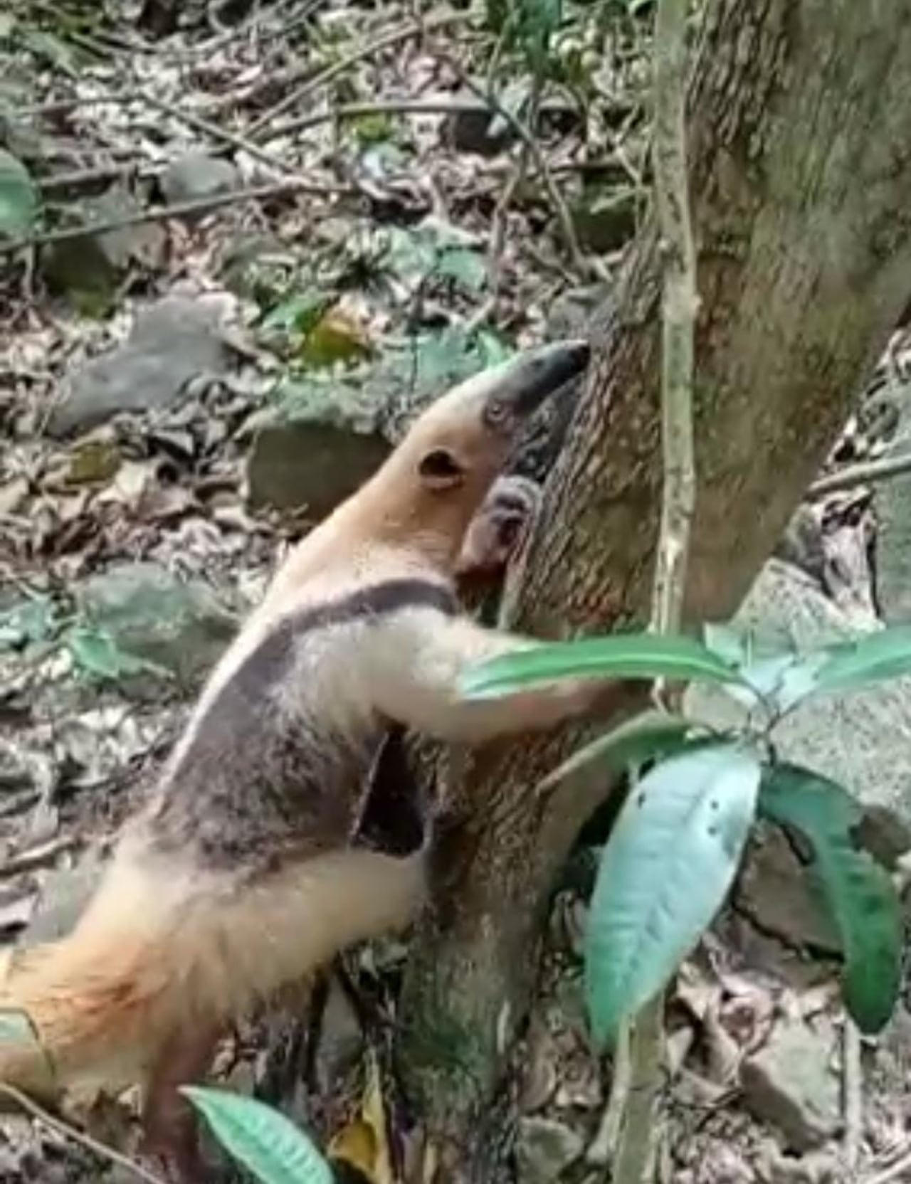 Oso hormiguero liberado