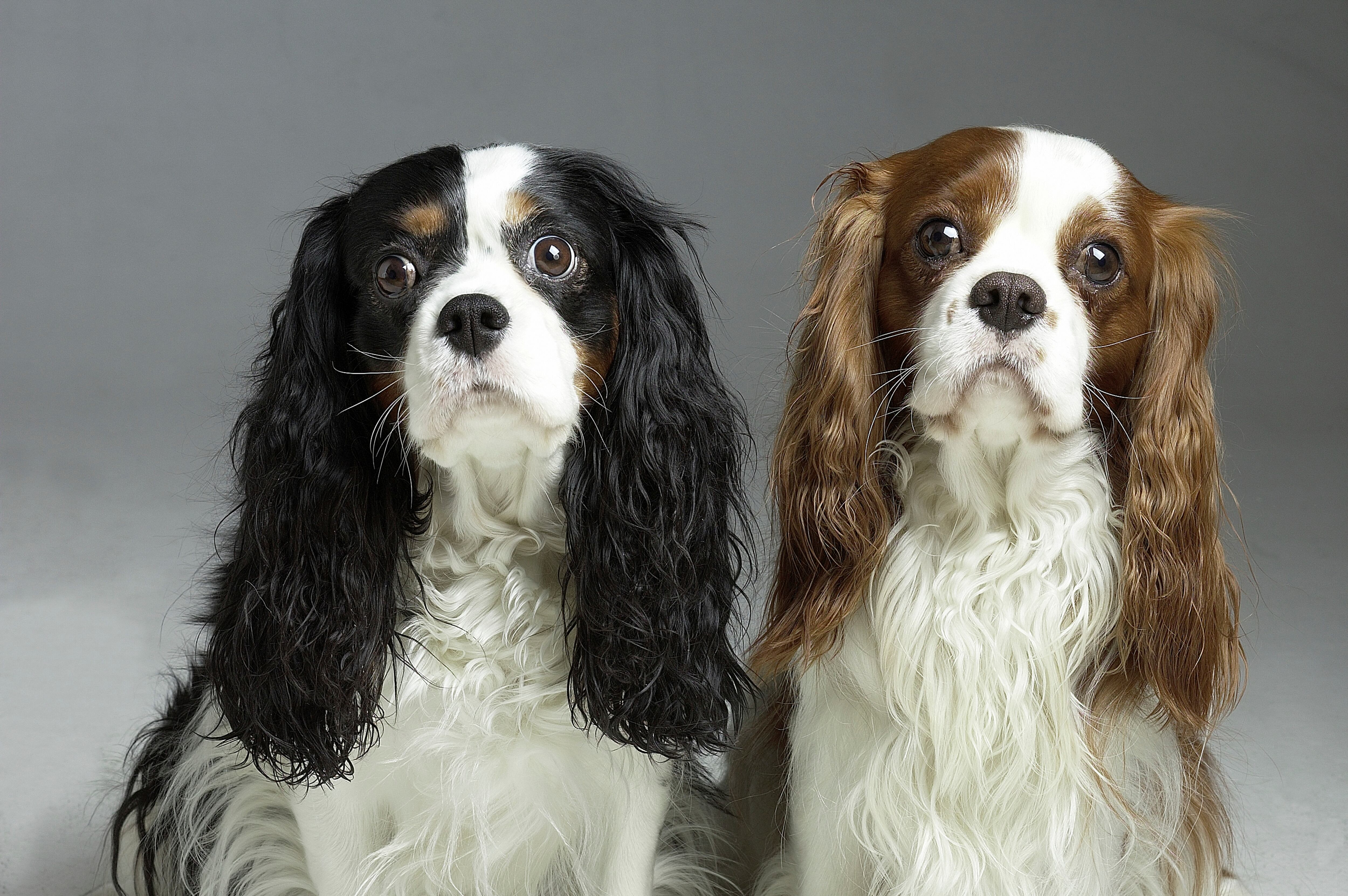 Cavalier King Charles Spaniels prohibida su cría en Noruega