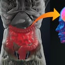 Conexión intestino-cerebro o eje intestino-cerebro. Arte conceptual que muestra una conexión desde el intestino hasta el cerebro. ilustración 3d