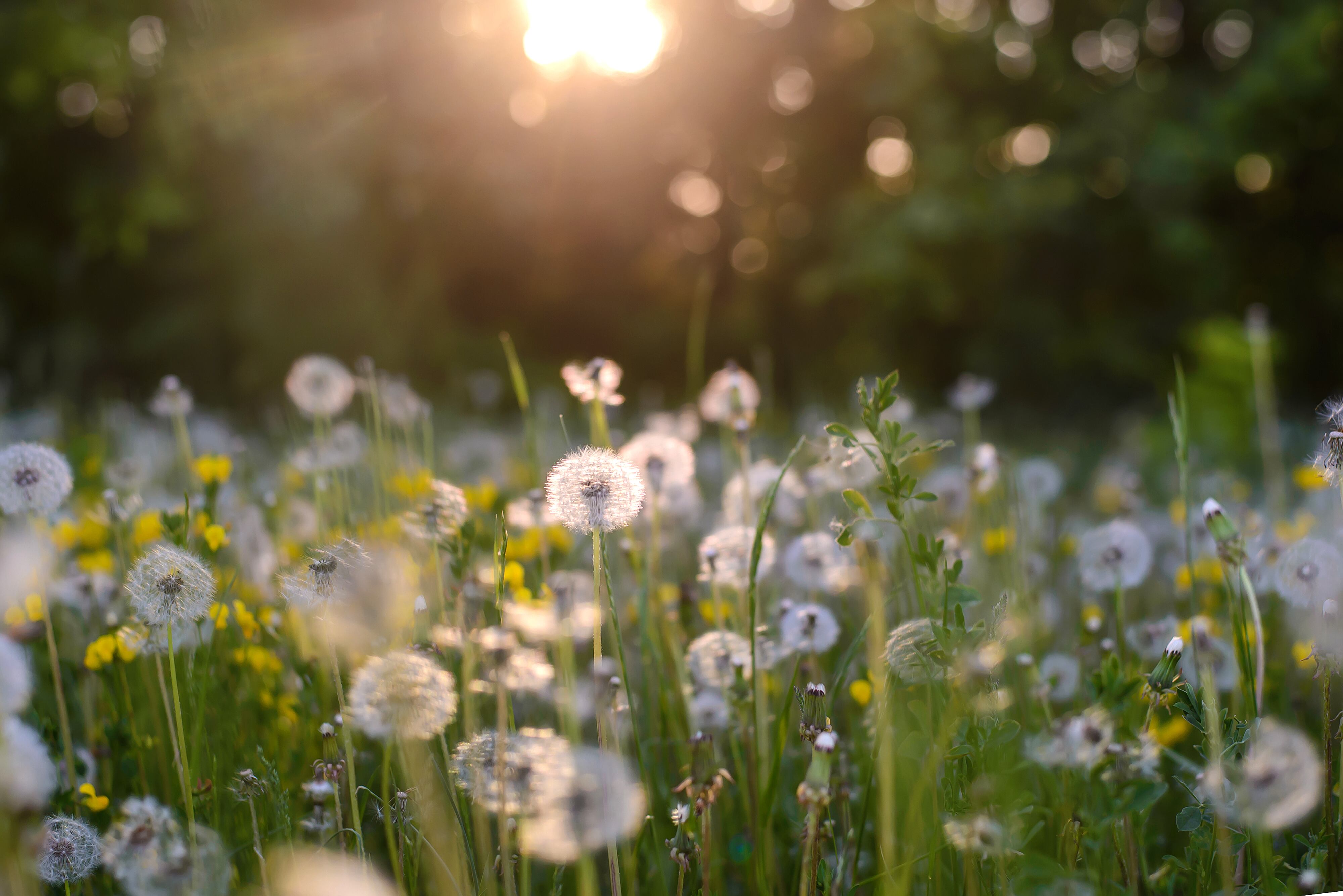 Dientes de león blancos mullidos en un campo a la luz de un atardecer de verano