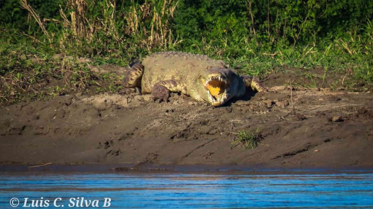El caimán, al percatarse de la presencia de los humanos se precipitó al agua y desapareció. Foto: Luis Carlos Silva Buelvas - Colombia hoy.