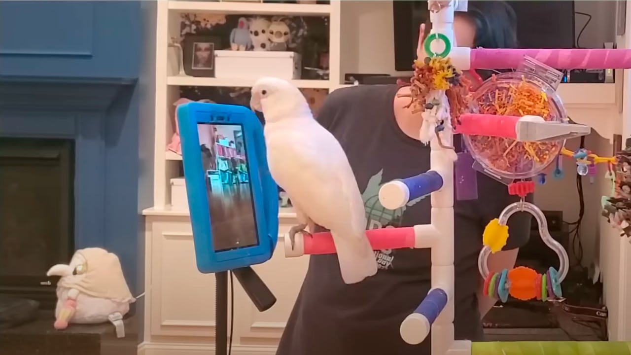 Las aves ya pueden sostener usar la tecnología para tener una videollamada.