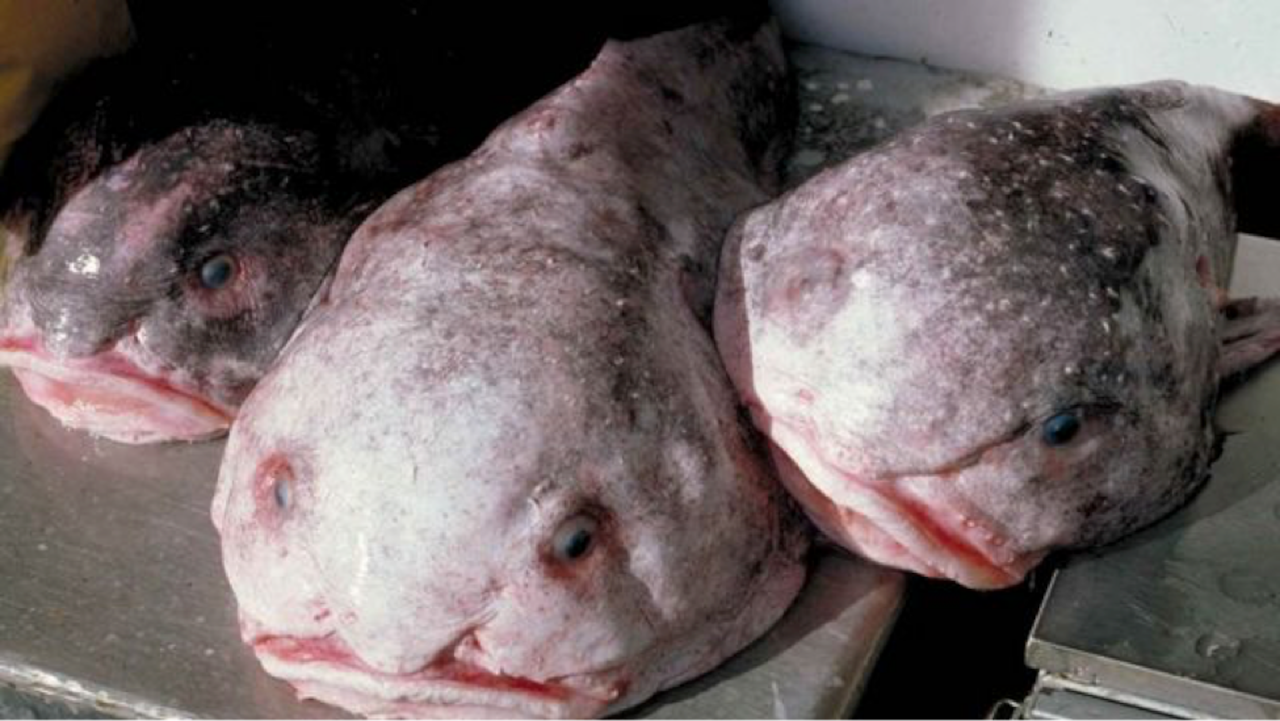 6 datos curiosos sobre el "animal más feo del mundo