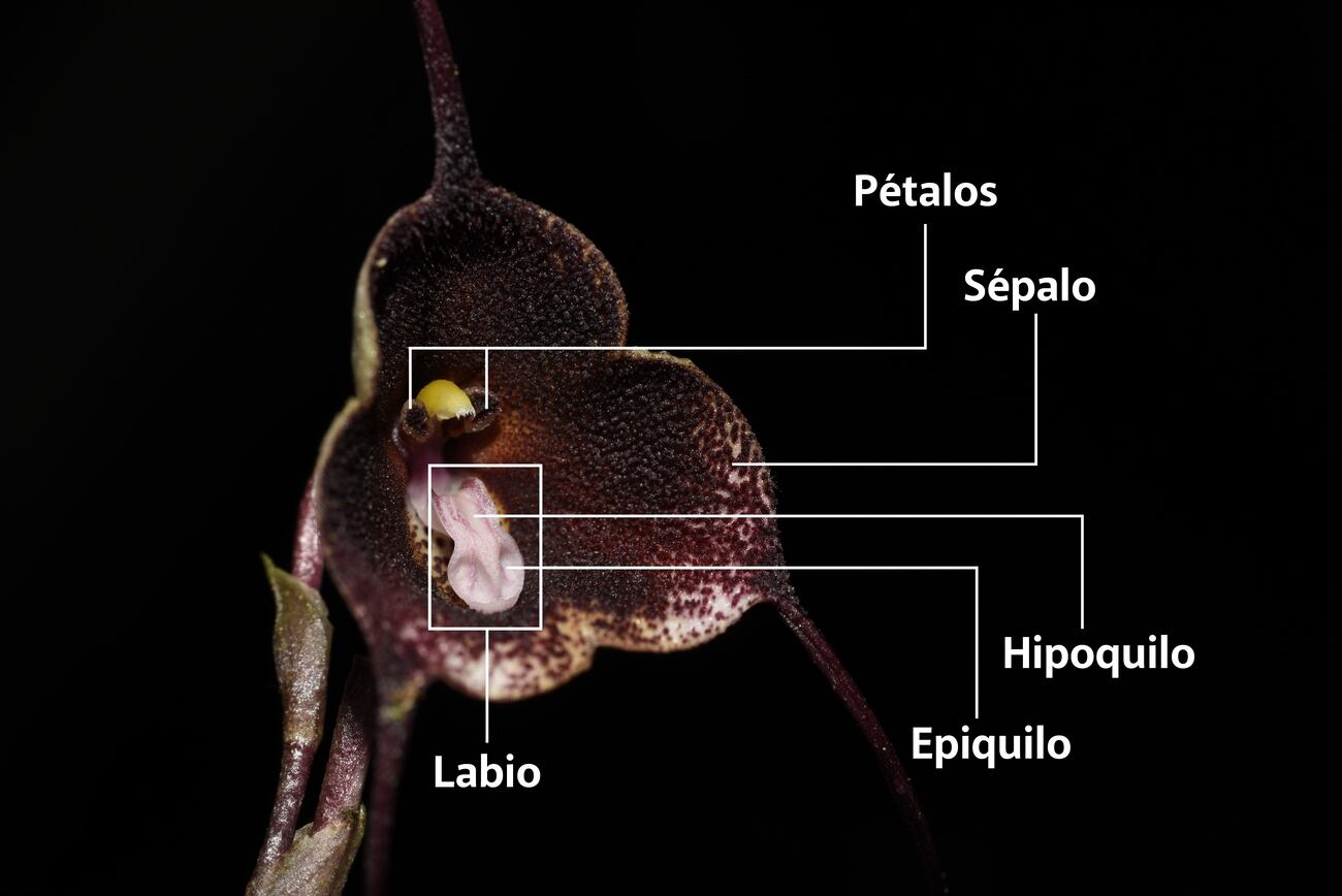 El hallazgo refuerza el papel de la investigación académica y la educación en la protección de la flora nacional.